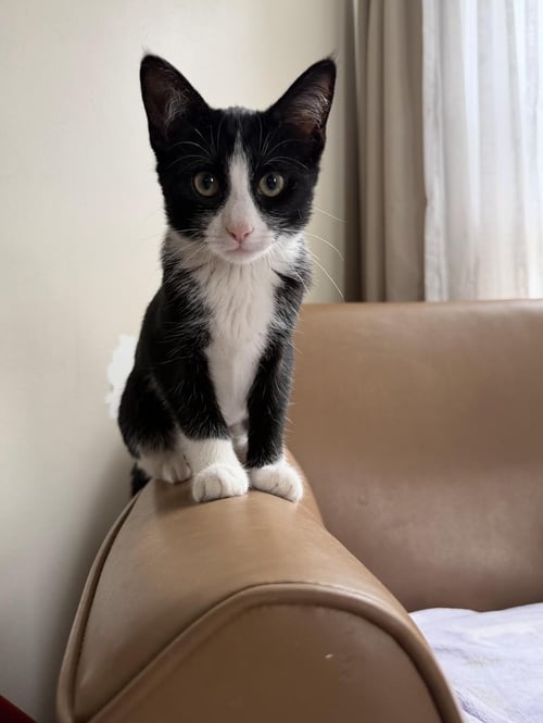 CHARLOTTE BRONTE - Domestic Short Hair available for adoption