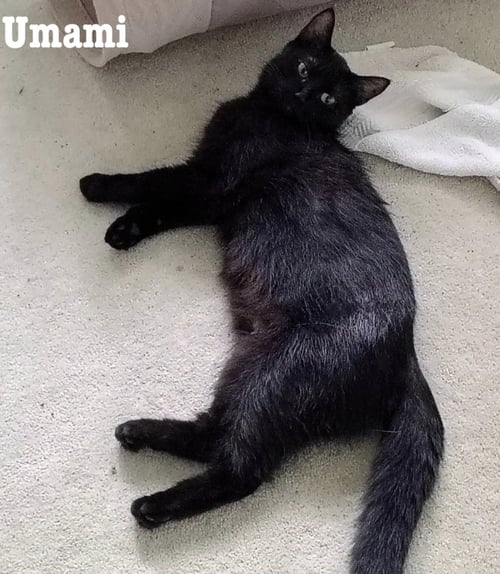 UMAMI - Domestic Short Hair available for adoption