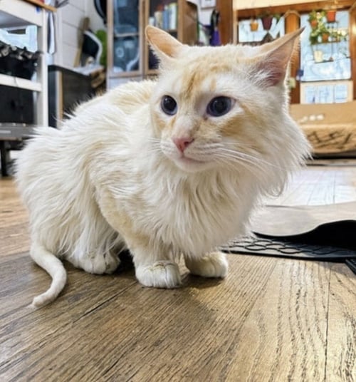 SPARROW - Domestic Short Hair available for adoption