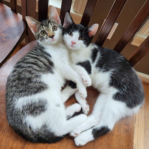 VIOLET - Domestic Short Hair available for adoption