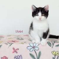 Violet - Photo 1