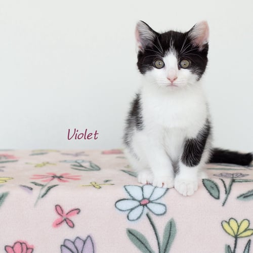 VIOLET - Domestic Short Hair available for adoption
