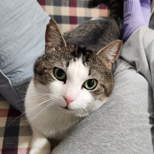 SASHA - Domestic Short Hair available for adoption