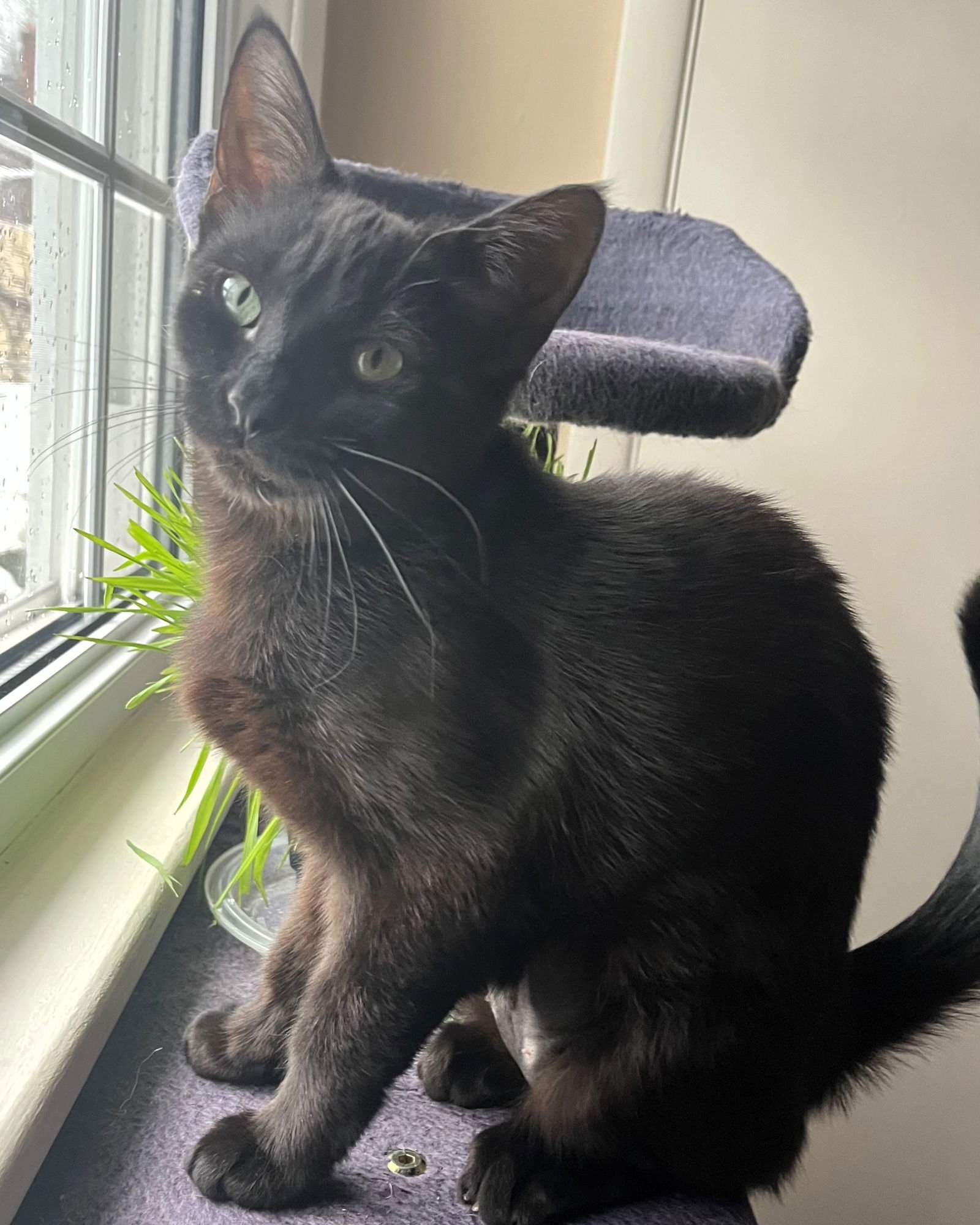 MOLLY - Domestic Short Hair available for adoption