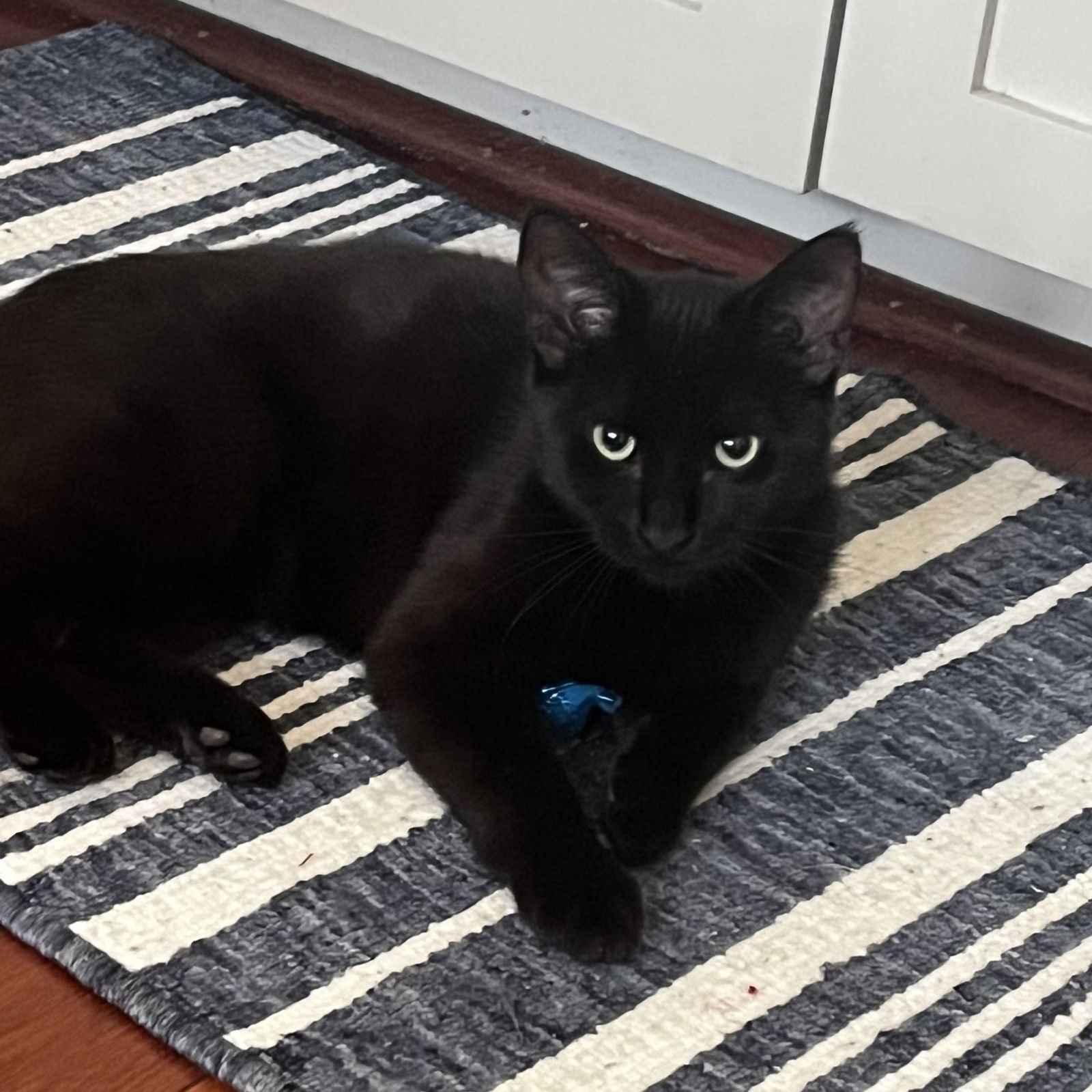 MOLLY - Domestic Short Hair available for adoption