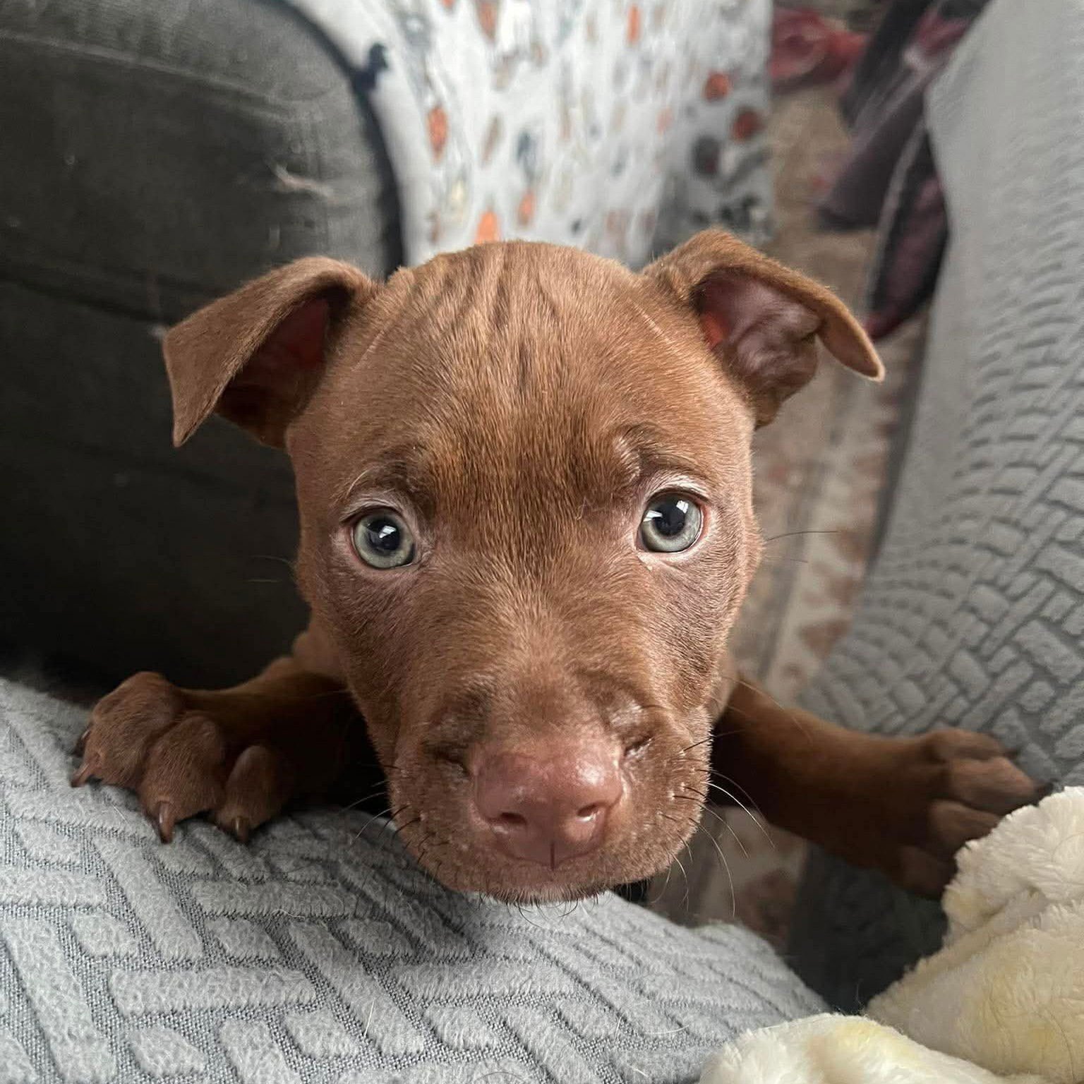 WILLABY - Pit Bull Terrier available for adoption