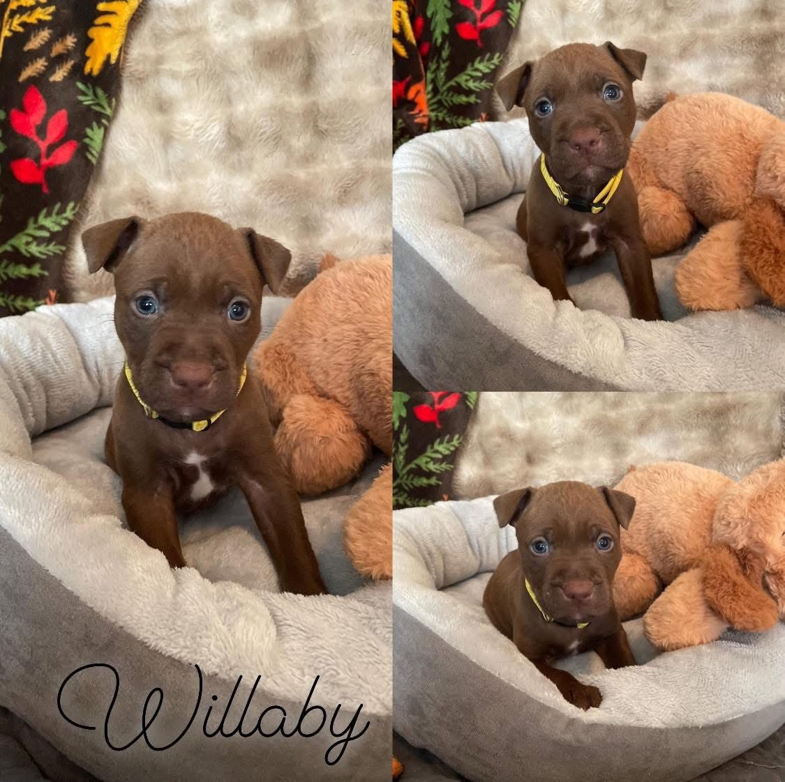 WILLABY - Pit Bull Terrier available for adoption