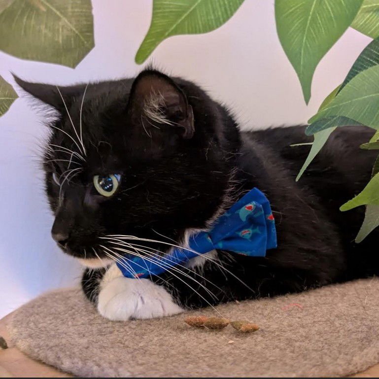 NEAL - Domestic Short Hair available for adoption