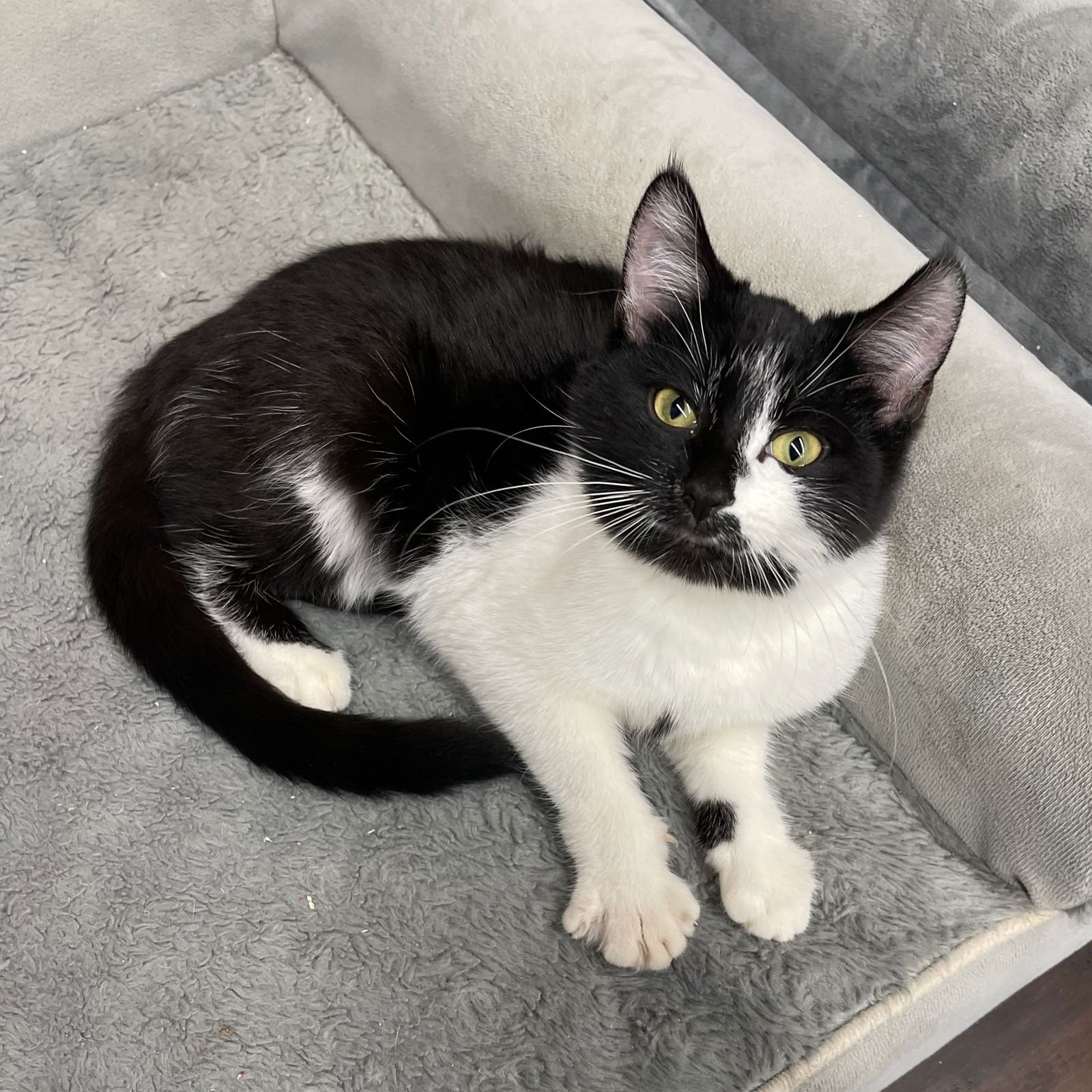 MISS COOKIE MONSTER - Domestic Short Hair available for adoption