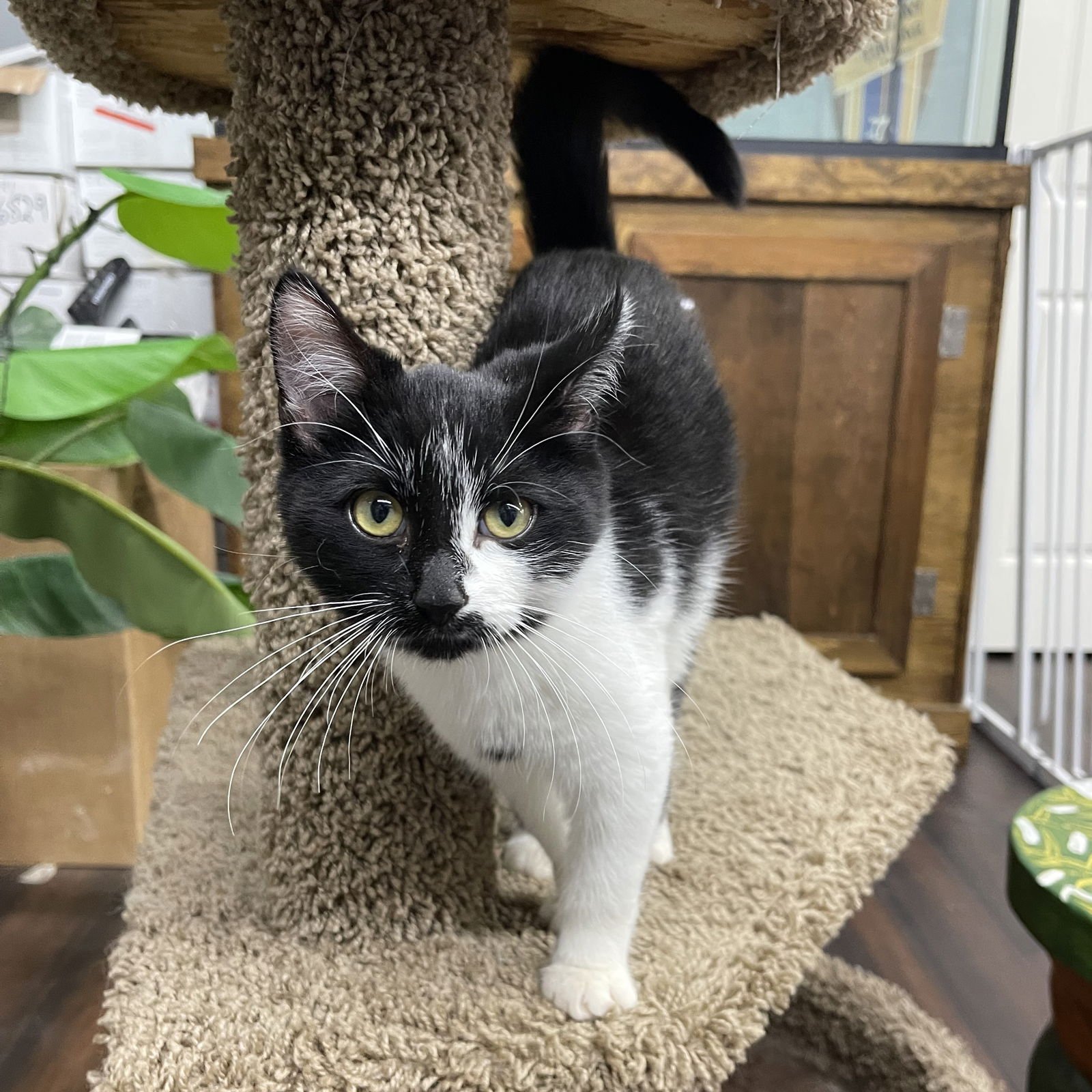 MISS COOKIE MONSTER - Domestic Short Hair available for adoption