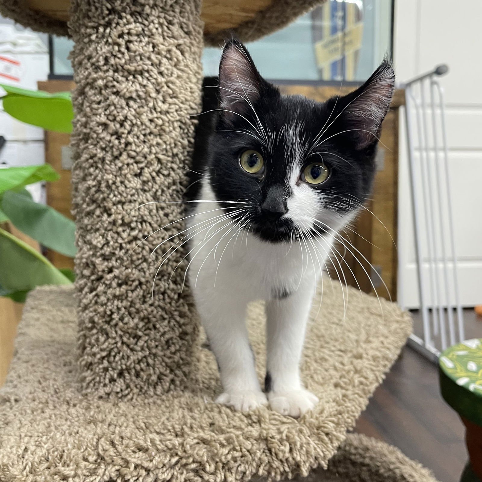 Miss Cookie Monster - Photo 3