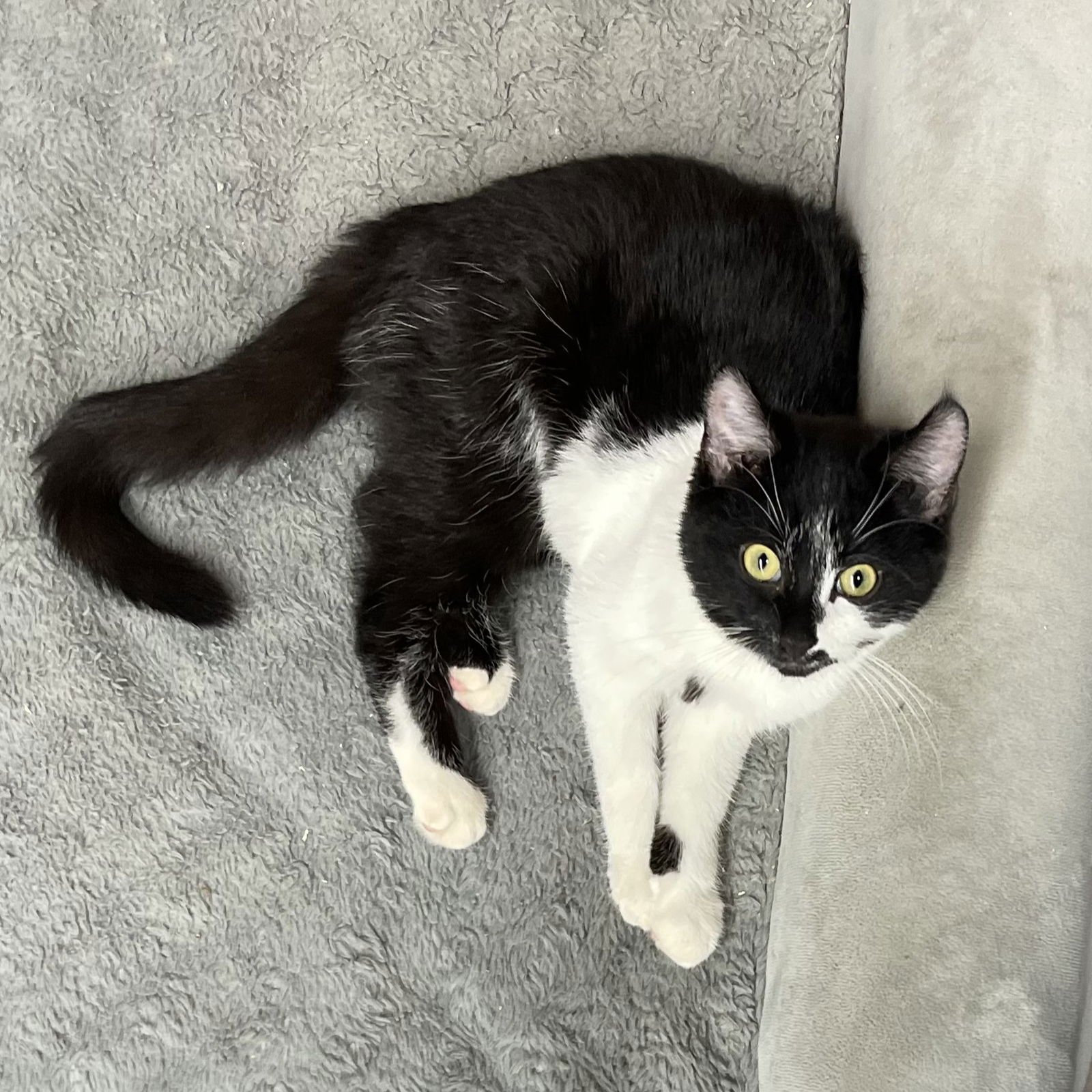 Miss Cookie Monster - Photo 4