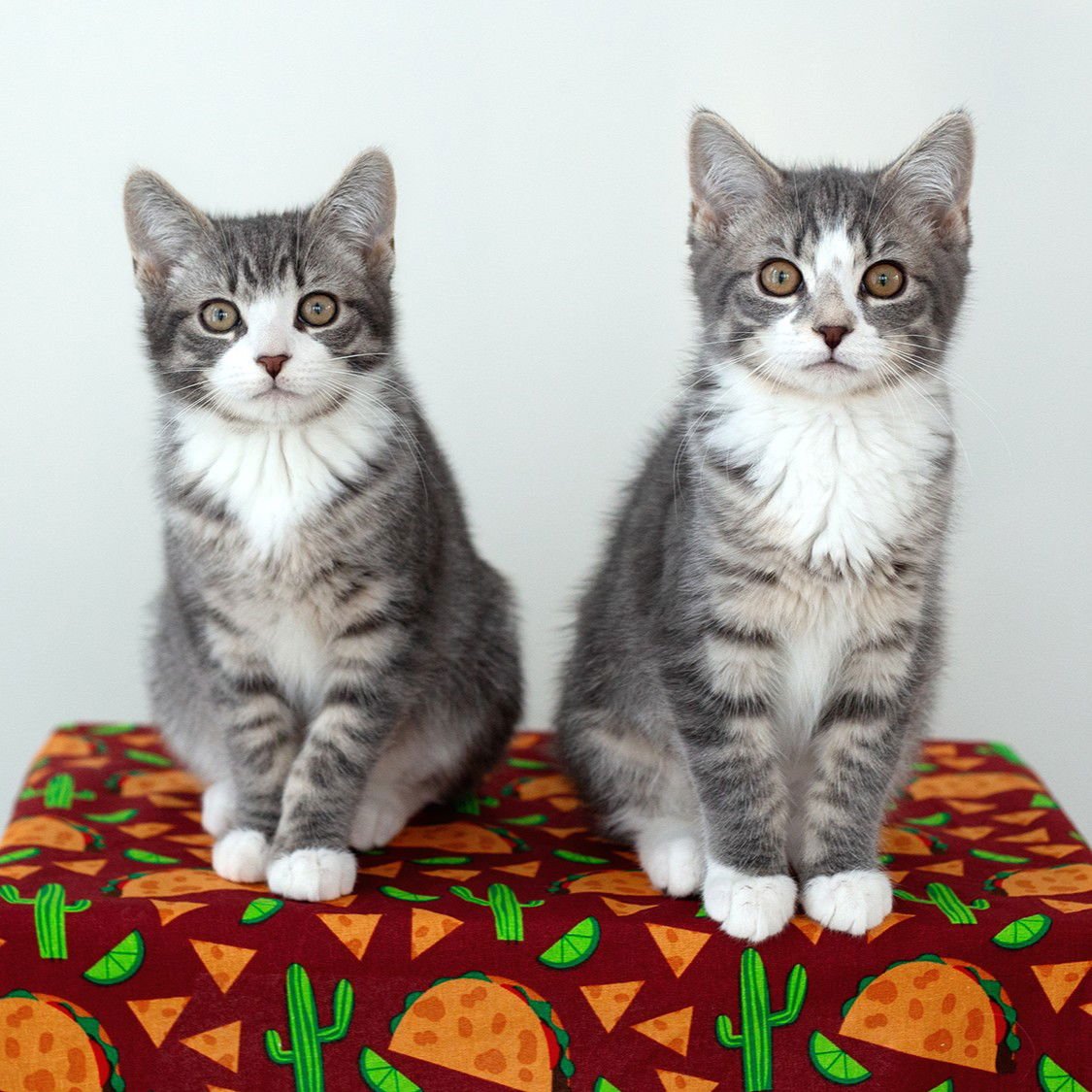 CHIP & SALSA - Domestic Short Hair available for adoption