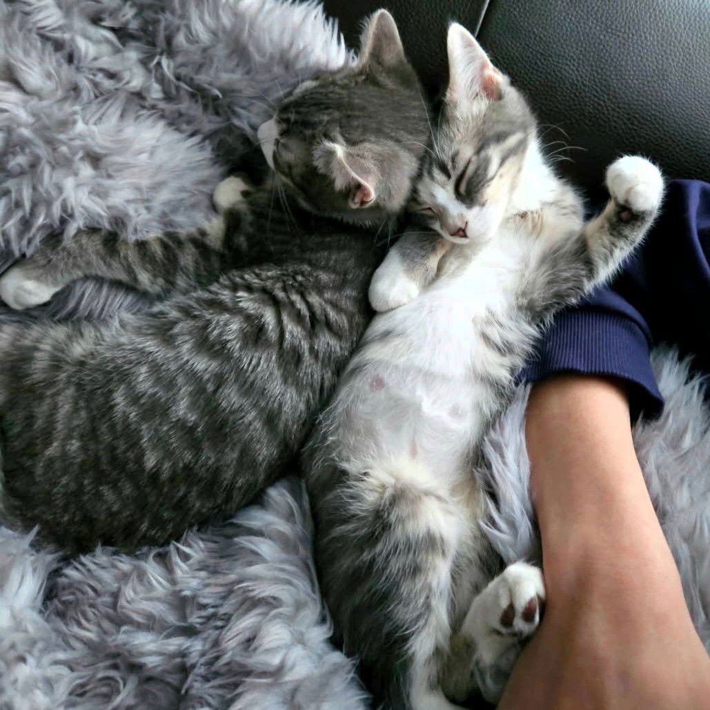 CHIP & SALSA - Domestic Short Hair available for adoption