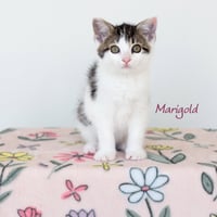 Marigold - Photo 1