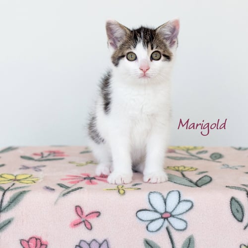 MARIGOLD - Domestic Short Hair available for adoption