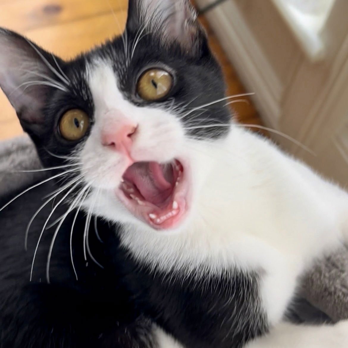 KATIE - Domestic Short Hair available for adoption