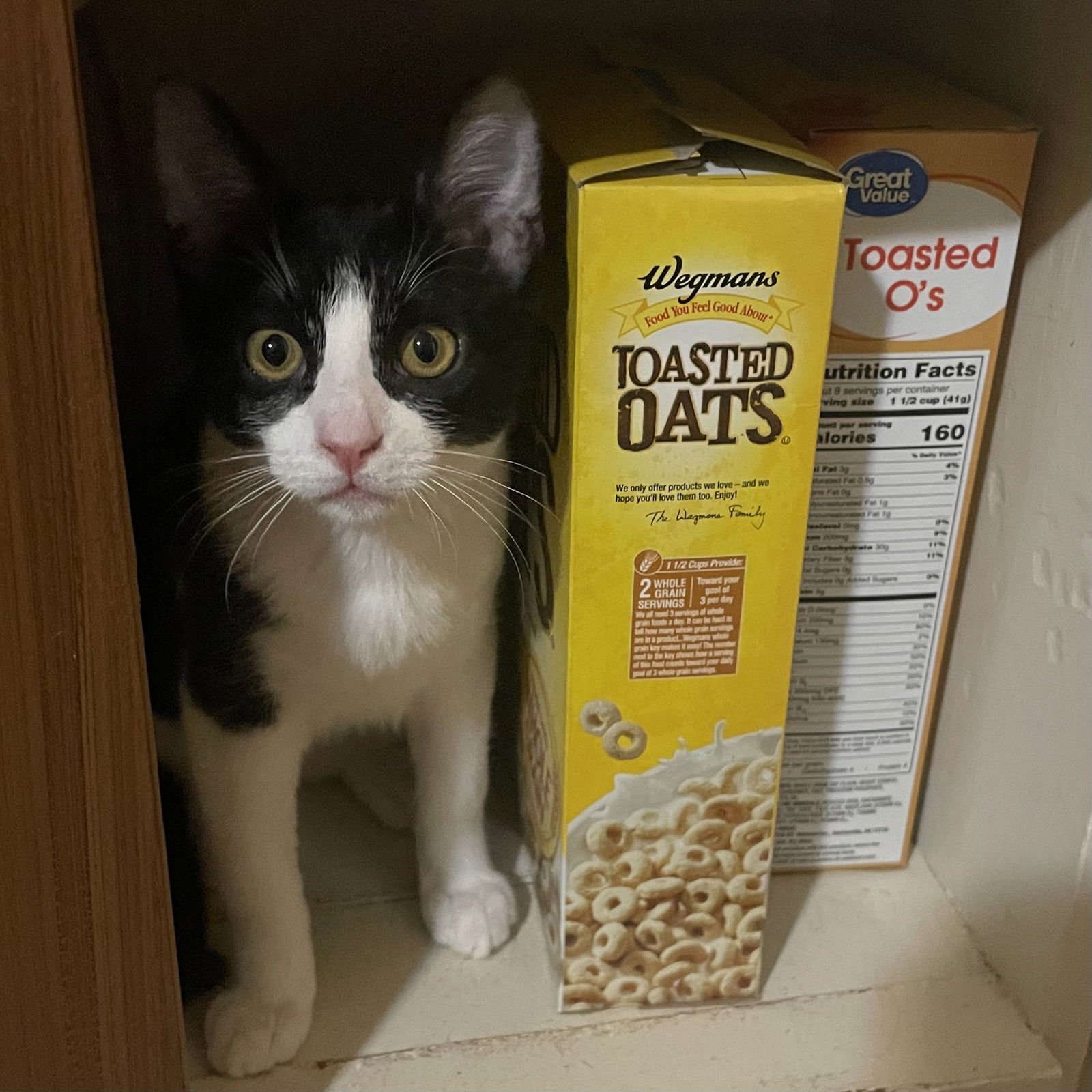 KATIE - Domestic Short Hair available for adoption