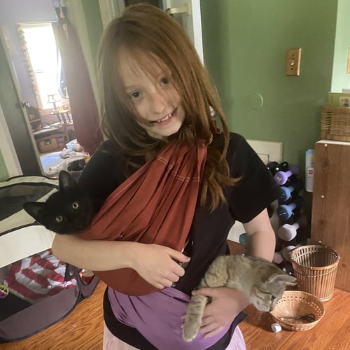 LEAFBUD - Domestic Short Hair available for adoption