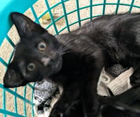 Soot - Photo 2
