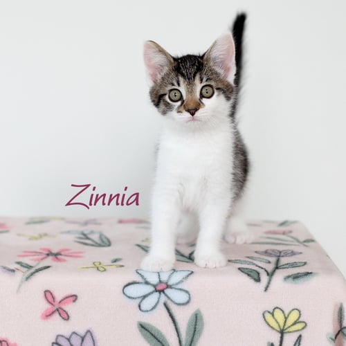 ZINNIA - Domestic Short Hair available for adoption