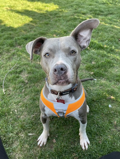 HOLLIE - Pit Bull Terrier available for adoption