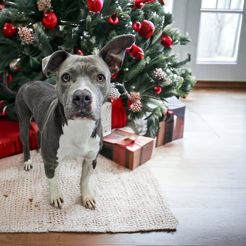 HOLLIE - Pit Bull Terrier available for adoption