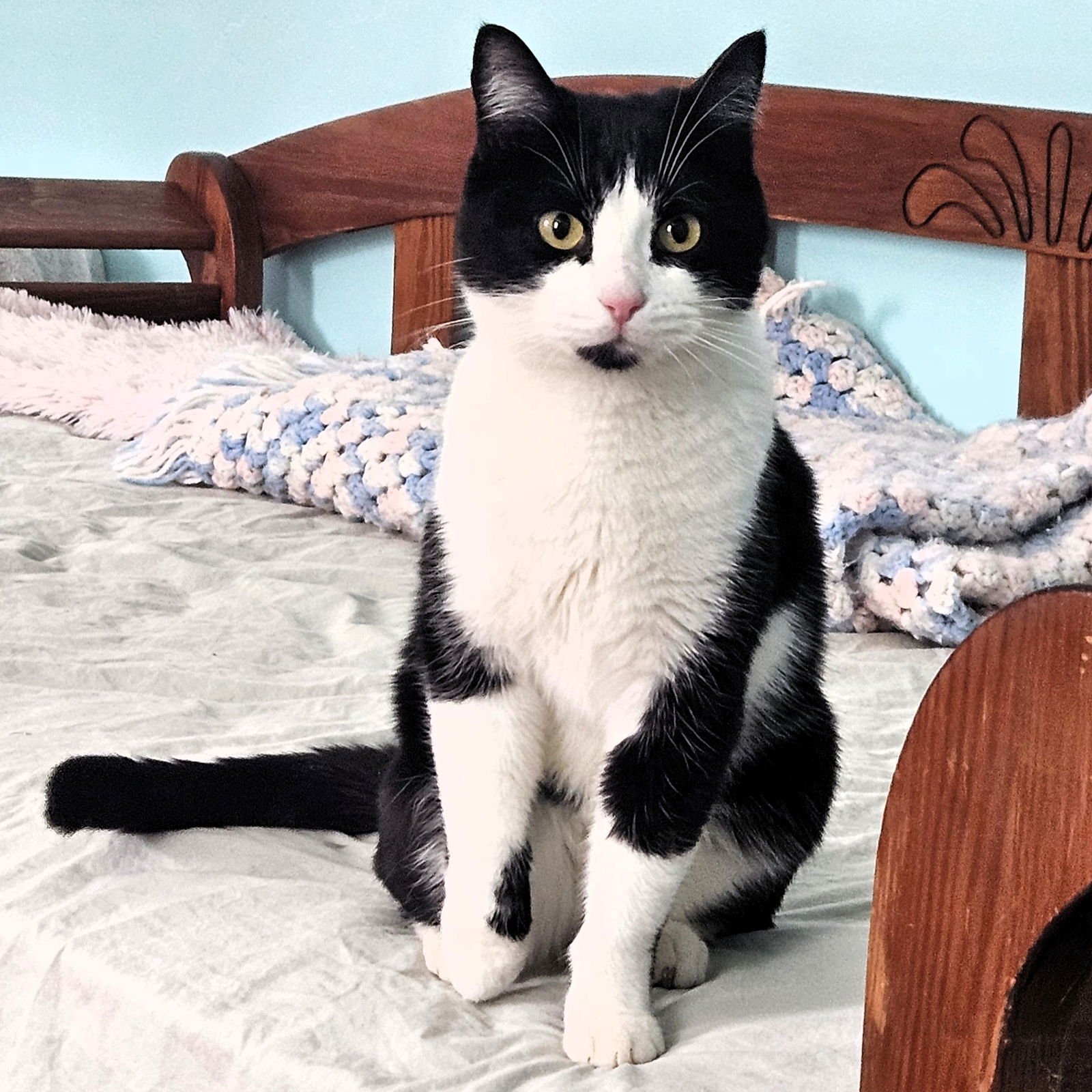 NINA - Domestic Short Hair available for adoption