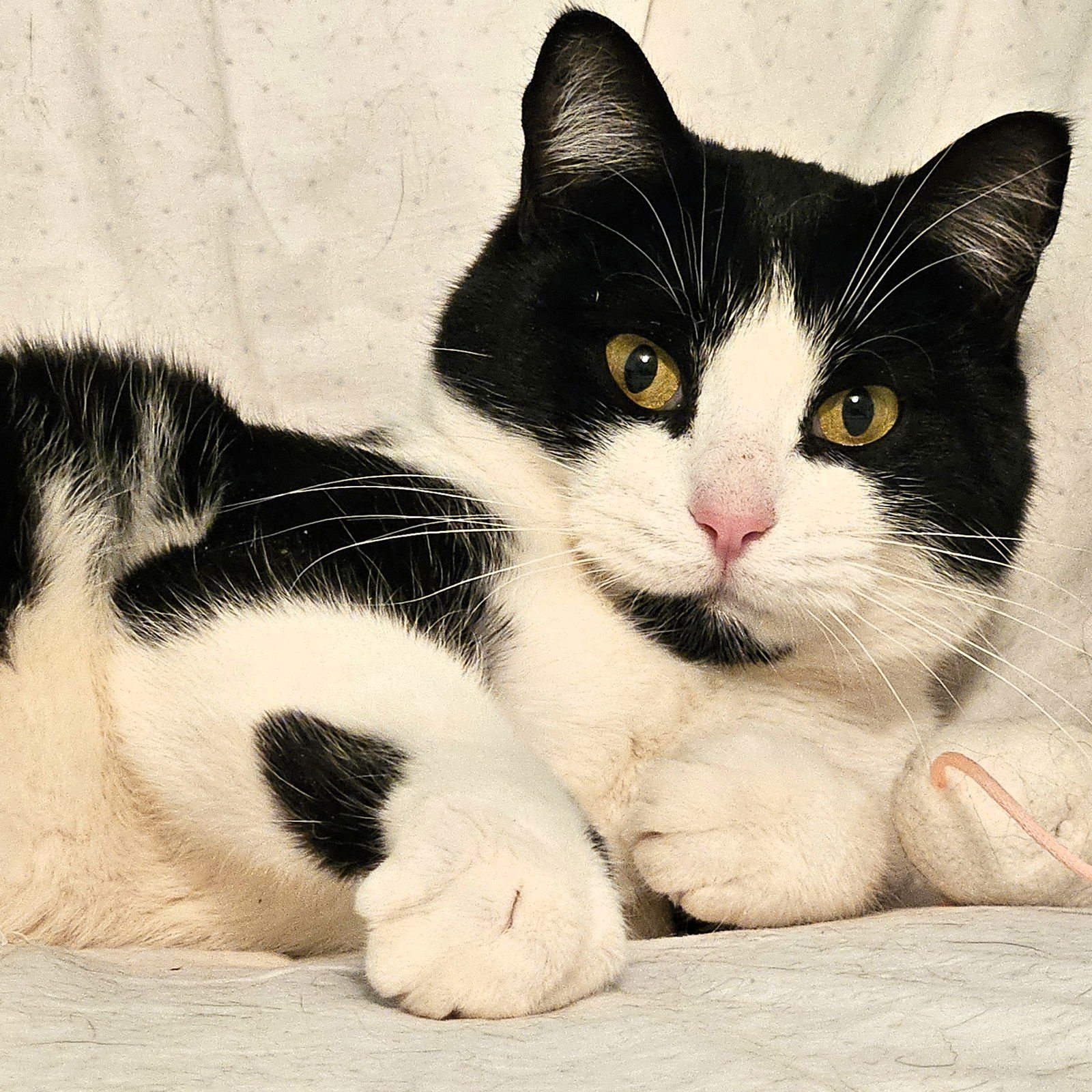 NINA - Domestic Short Hair available for adoption