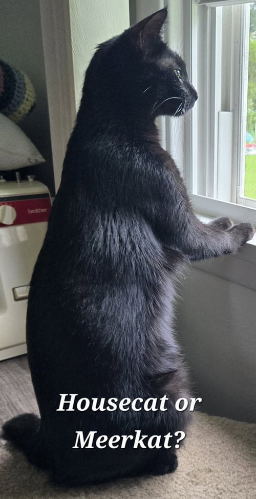 BUZZY - Domestic Short Hair available for adoption