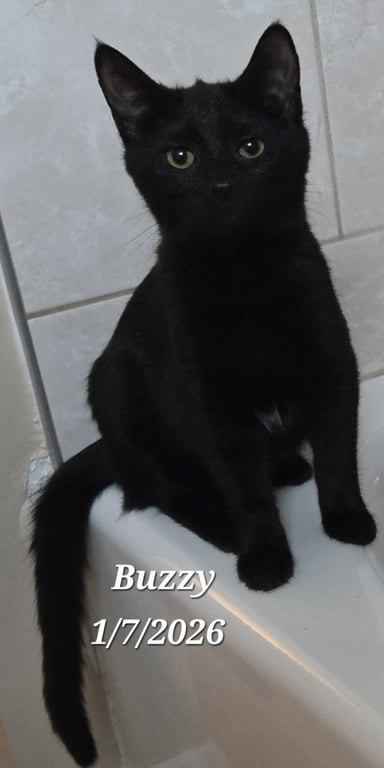 Buzzy Image