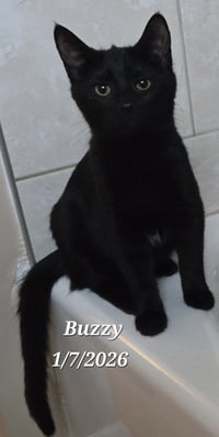 Buzzy - Photo 1
