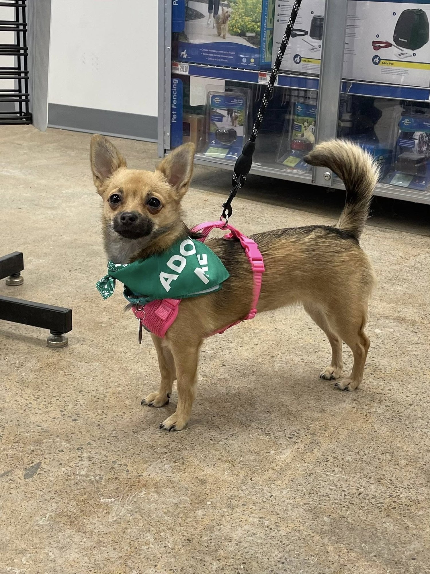 HAZEL - Chihuahua available for adoption