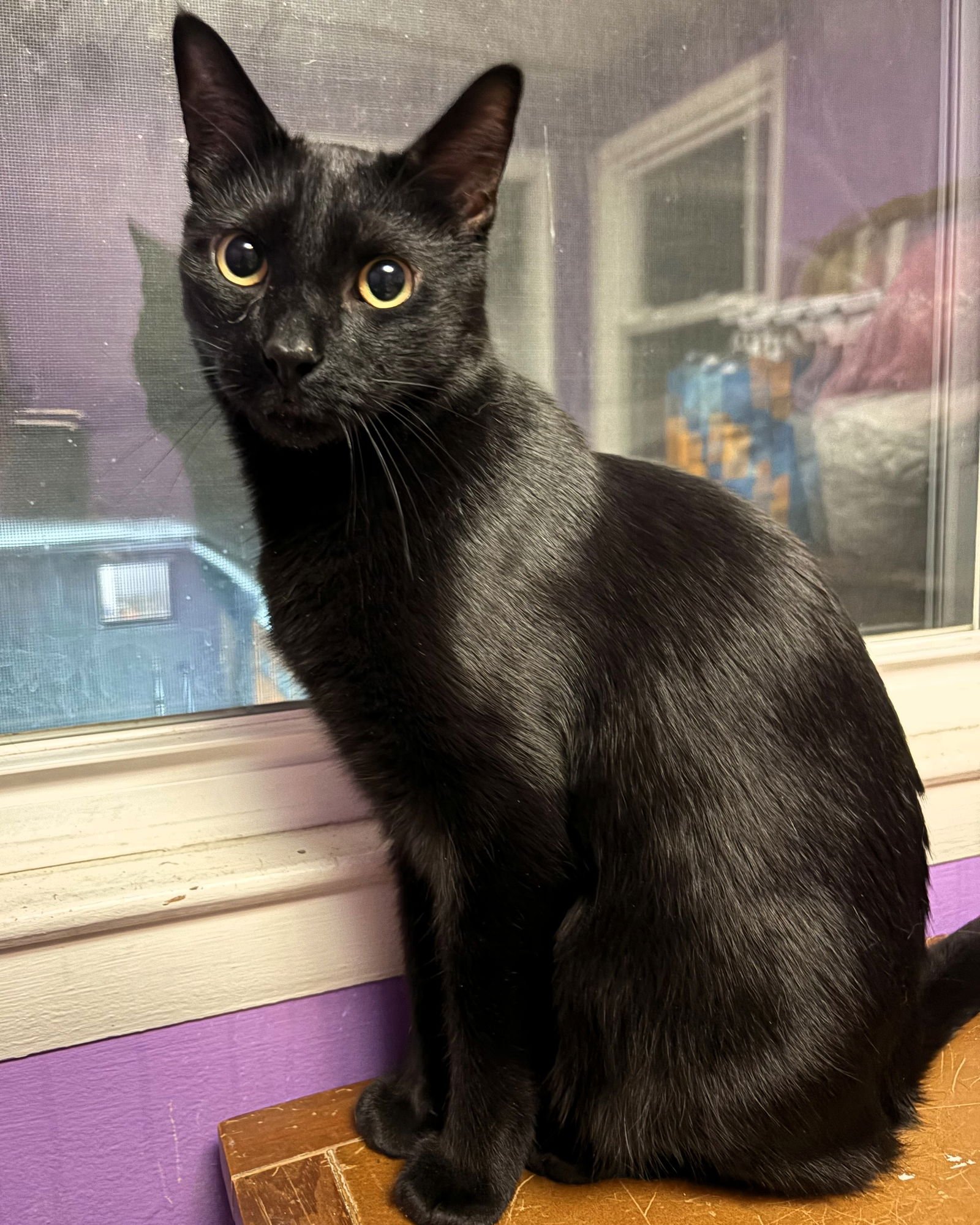 MERLIN - Domestic Short Hair available for adoption