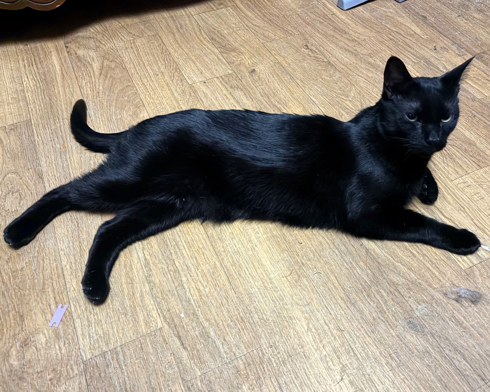 MERLIN - Domestic Short Hair available for adoption