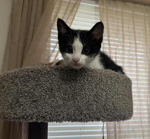 DAVID - Domestic Short Hair available for adoption