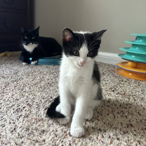 DAVID - Domestic Short Hair available for adoption