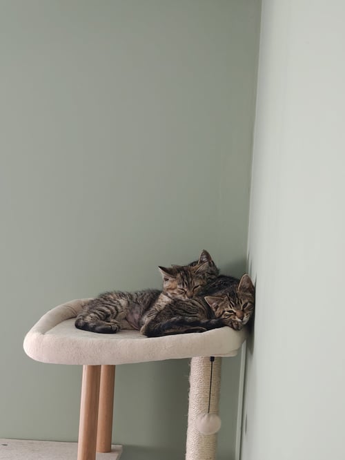 SESAME - Domestic Medium Hair available for adoption