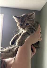 Sesame - Photo 3
