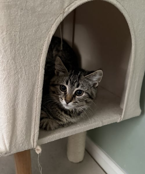 SESAME - Domestic Medium Hair available for adoption