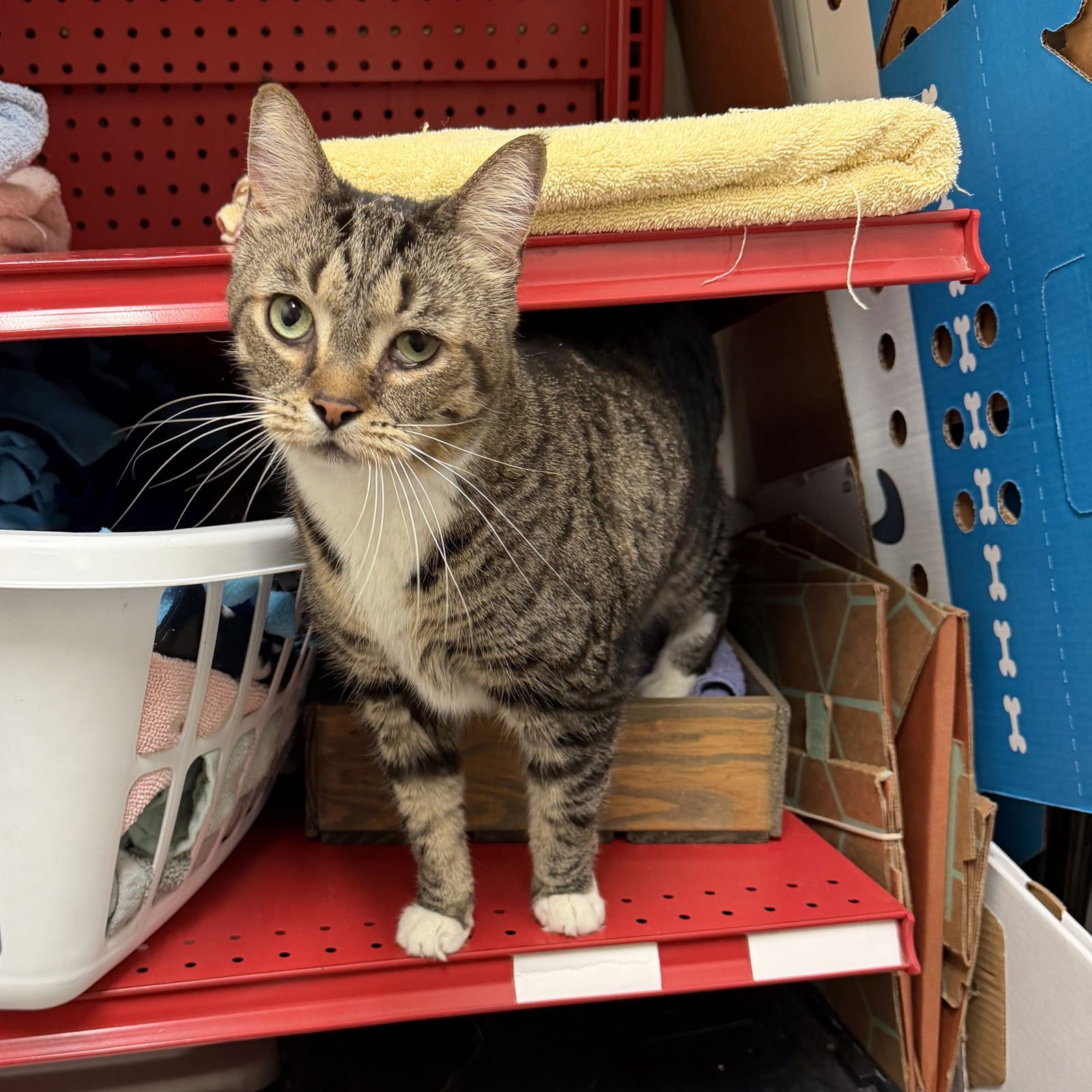 SPENCER - Domestic Short Hair available for adoption