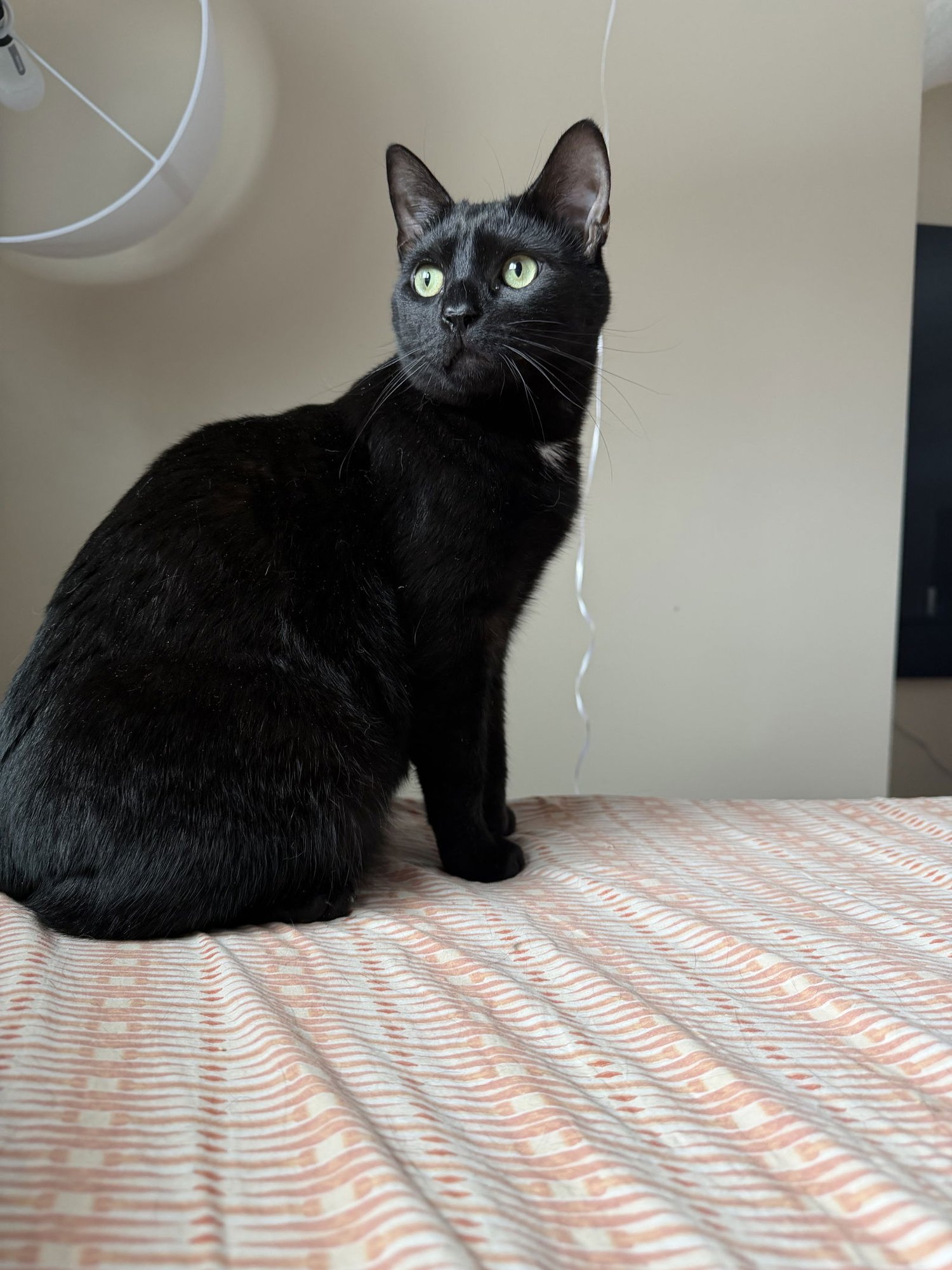 PEEWEE - Domestic Short Hair available for adoption