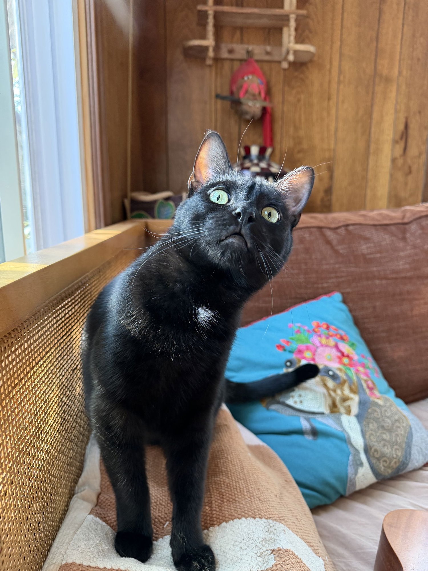 PEEWEE - Domestic Short Hair available for adoption