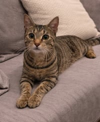 Miss Kitty - Photo 2