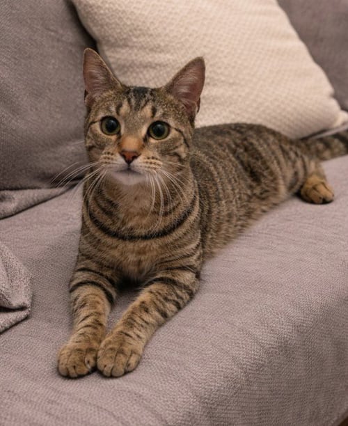 MISS KITTY - Domestic Short Hair available for adoption