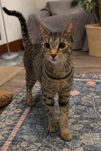 MISS KITTY - Domestic Short Hair available for adoption