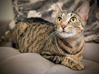 Miss Kitty - Photo 3