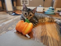 Guppy - Photo 1