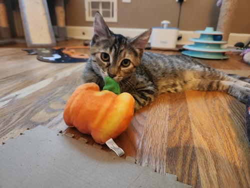 GUPPY - Domestic Medium Hair available for adoption