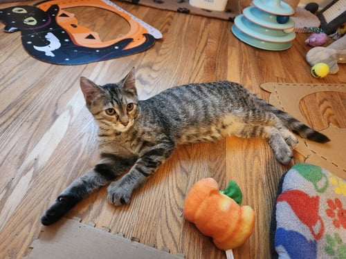 GUPPY - Domestic Medium Hair available for adoption